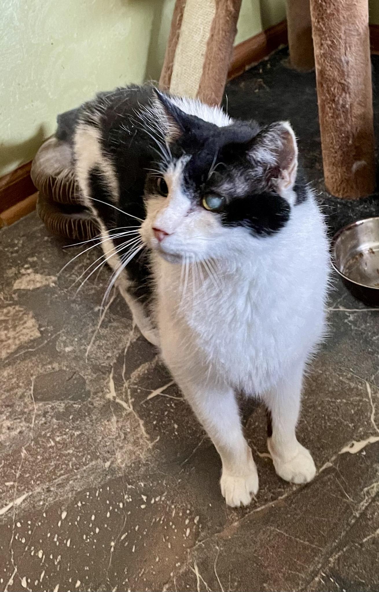 Madison, ADOPTABLE, Senior Female Domestic Short Hair.