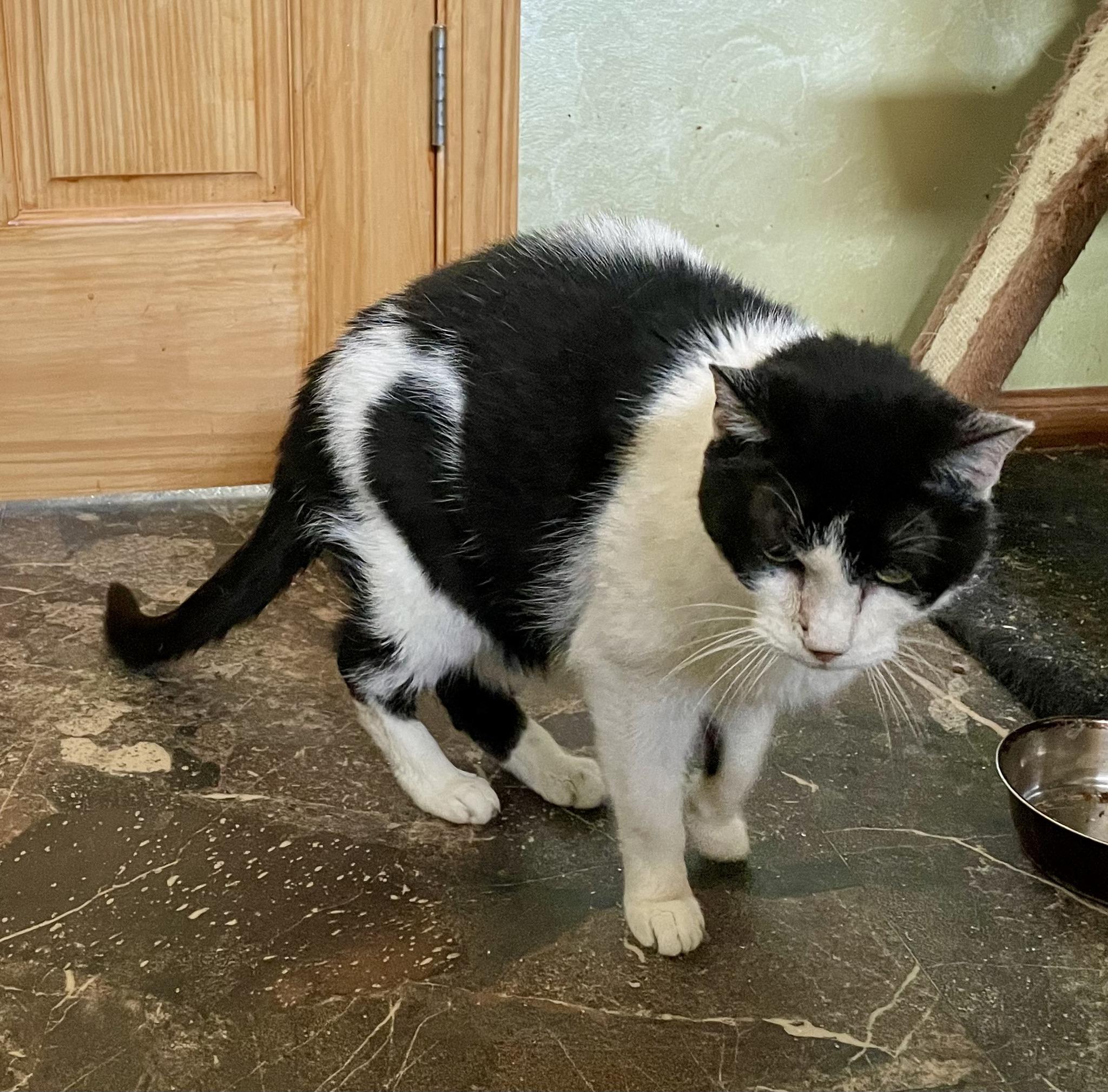Madison, a ADOPTABLE Domestic Short Hair in Barrington Hills, IL image 4/4