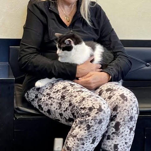 Madison, a ADOPTABLE Domestic Short Hair in Barrington Hills, IL image 2/4