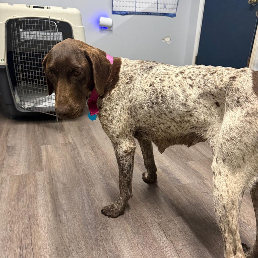 Sage, Adoptable, Adult Female German Shorthaired Pointer.