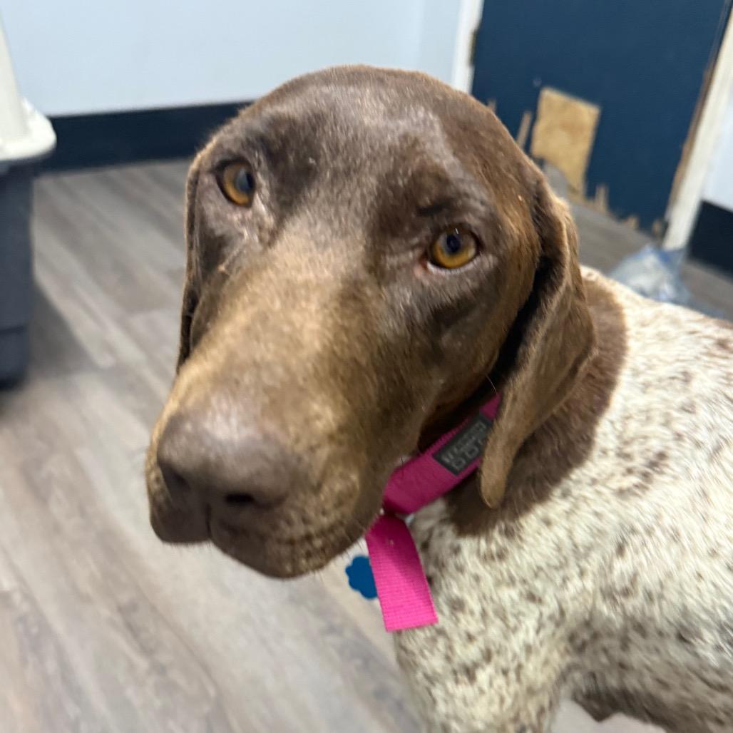 Enlarge Sage, a Adoptable German Shorthaired Pointer in Fulton, MO image 2/3