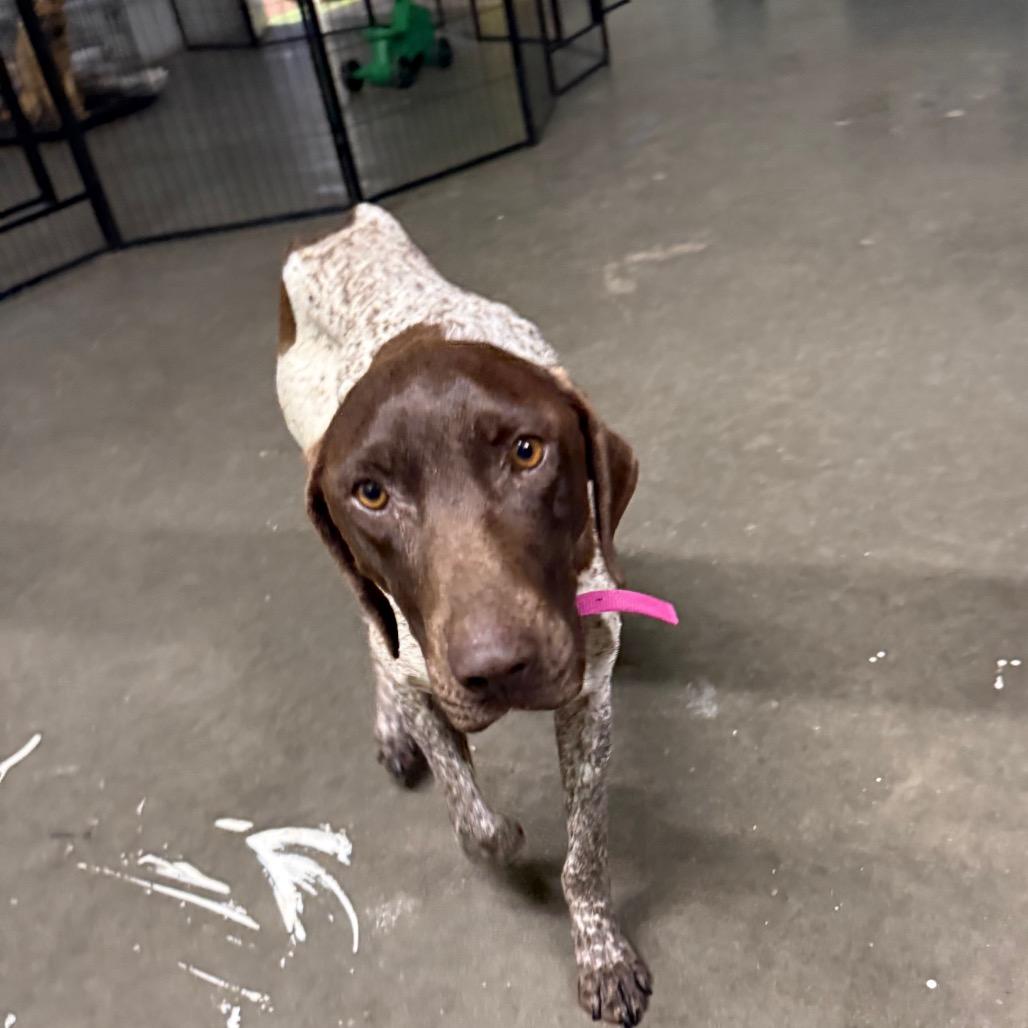 Enlarge Sage, a Adoptable German Shorthaired Pointer in Fulton, MO image 3/3