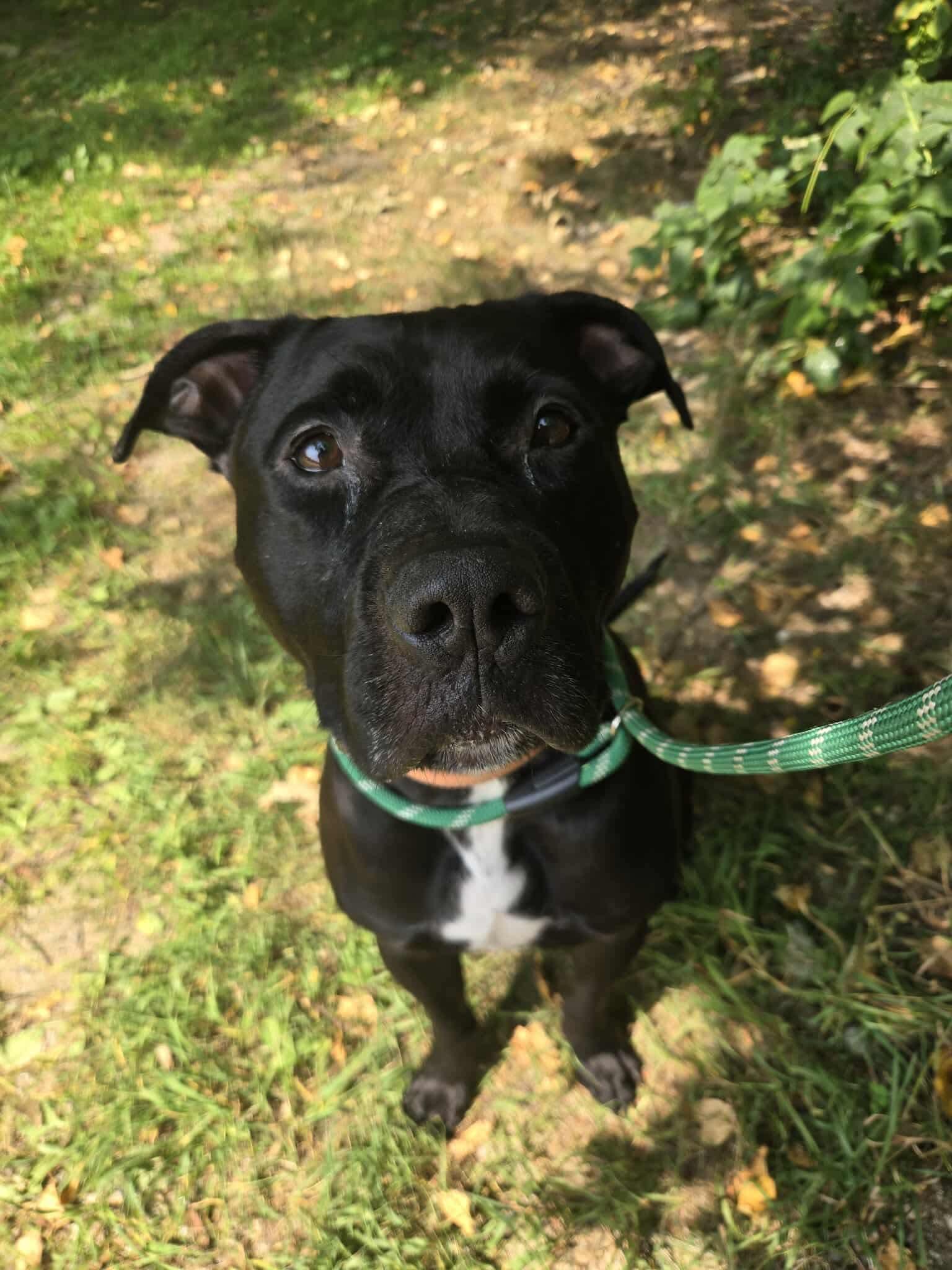 Franklin, Adoptable, Adult Male Labrador Retriever.