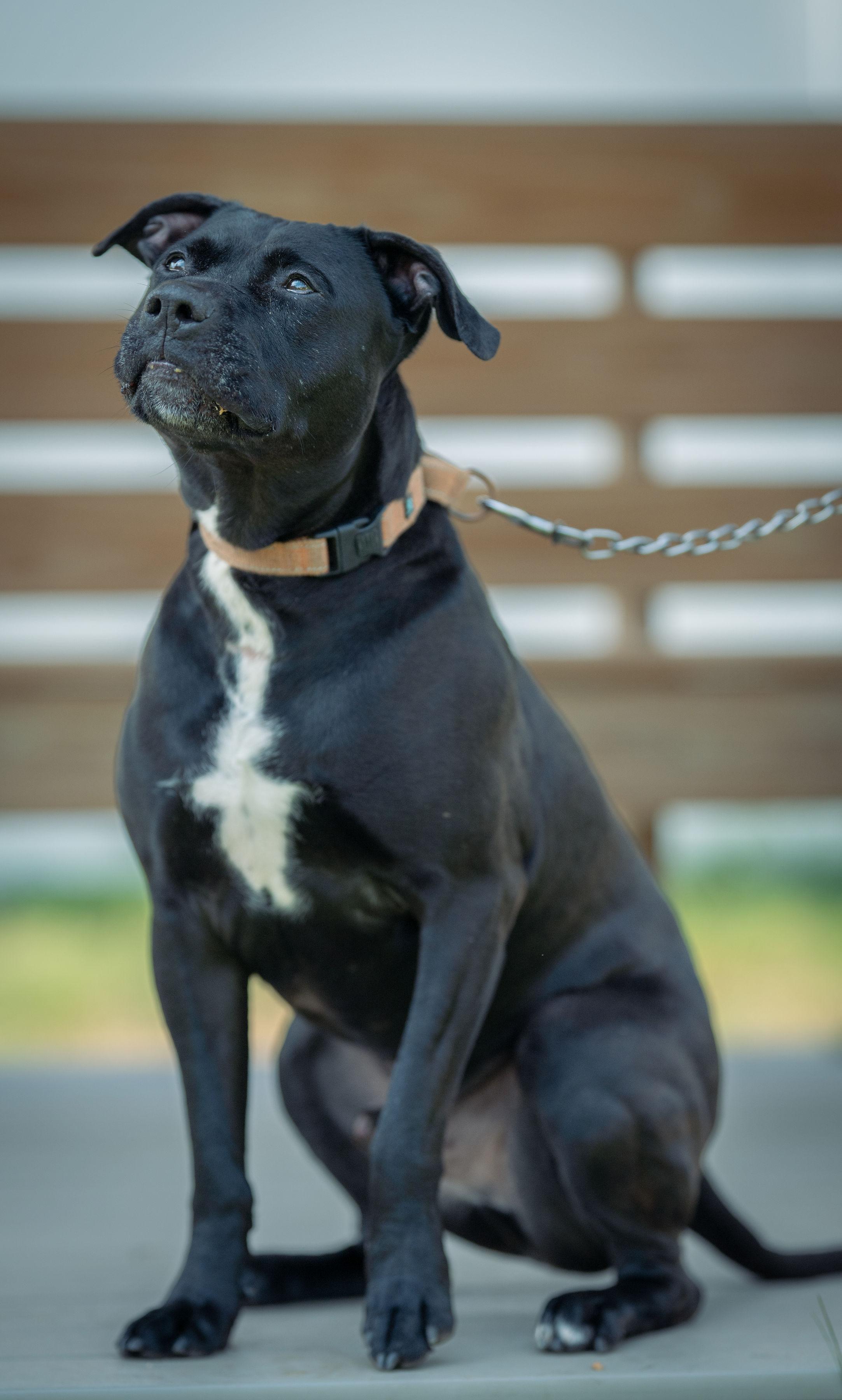 Franklin, a Adoptable mixed breed in Paris, ME image 2/4