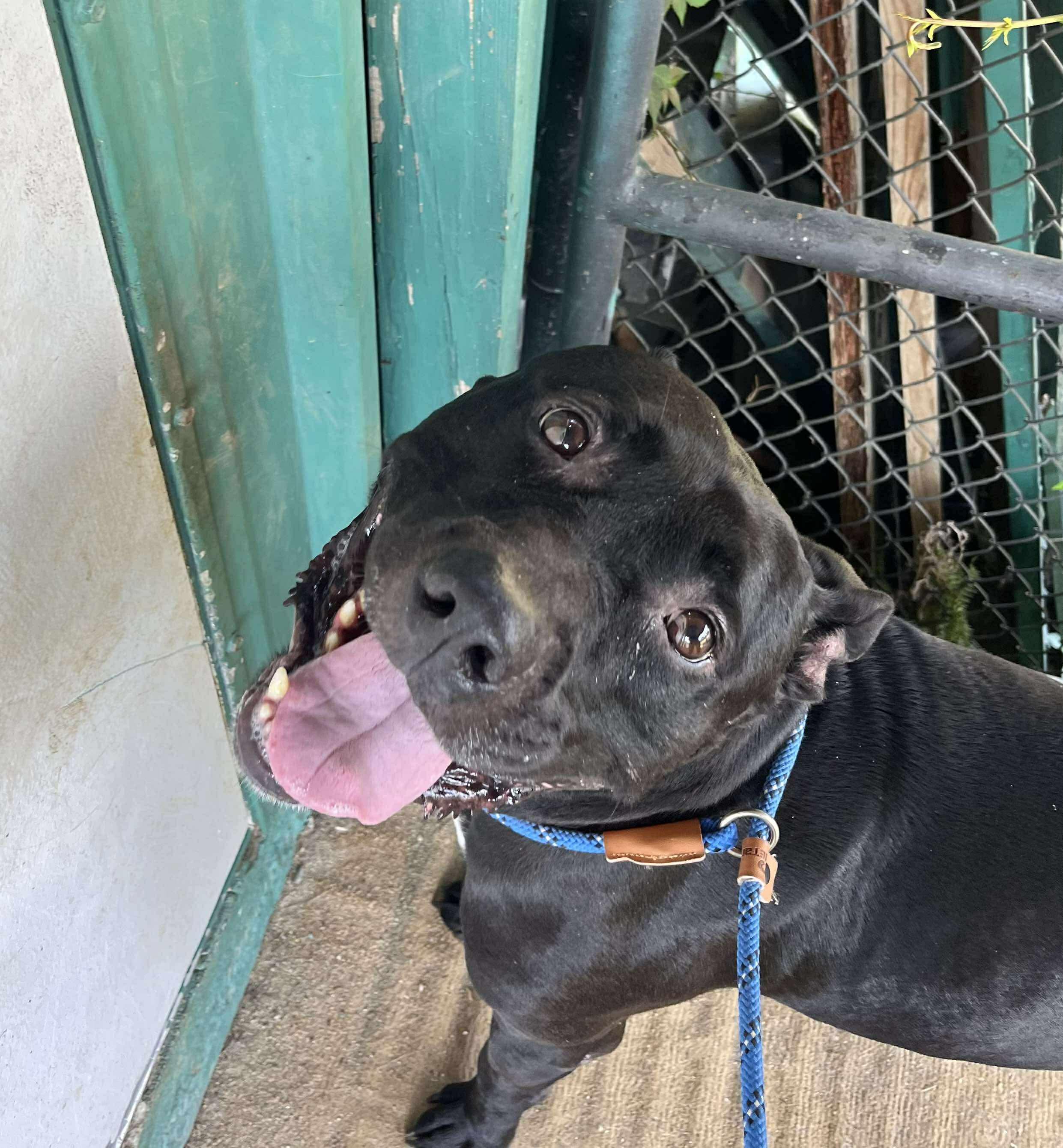 Franklin, a Adoptable mixed breed in Paris, ME image 3/3