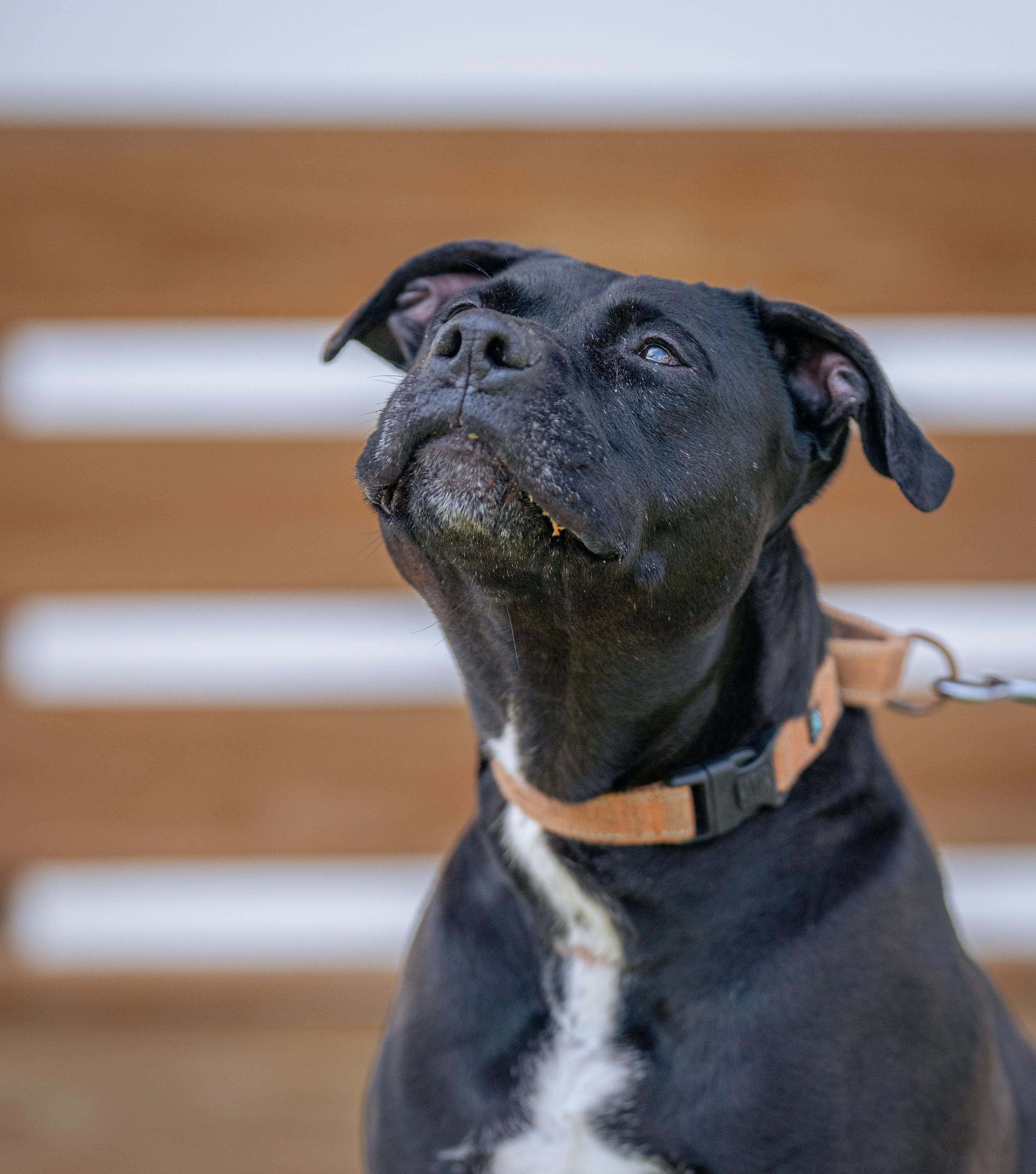 Franklin, a Adoptable mixed breed in Paris, ME image 1/4
