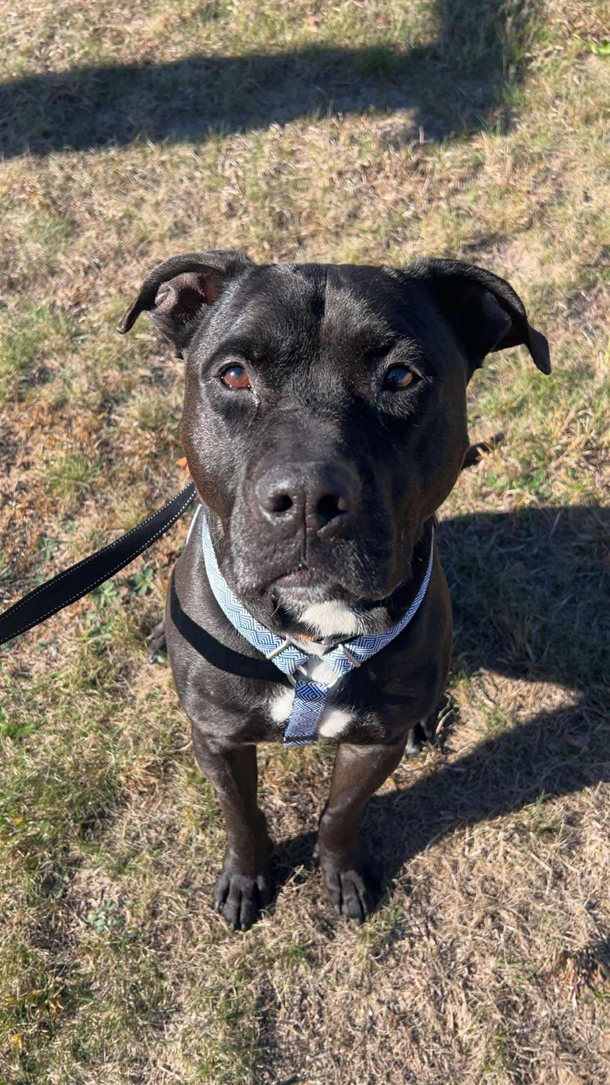 Franklin, a Adoptable mixed breed in Paris, ME image 1/3