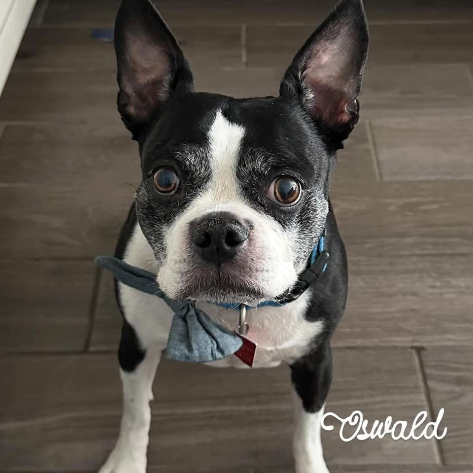 Enlarge Kevin, a Adoptable Boston Terrier in Scottsdale, AZ image 2/3