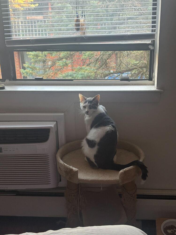 Marcella, Adoptable, Adult Female Domestic Short Hair.