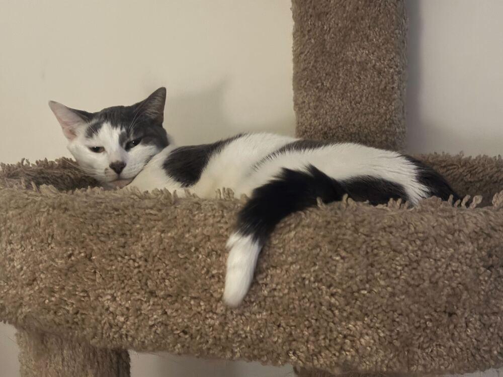 Enlarge Marcella, a Adoptable mixed breed in Milltown, NJ image 2/4