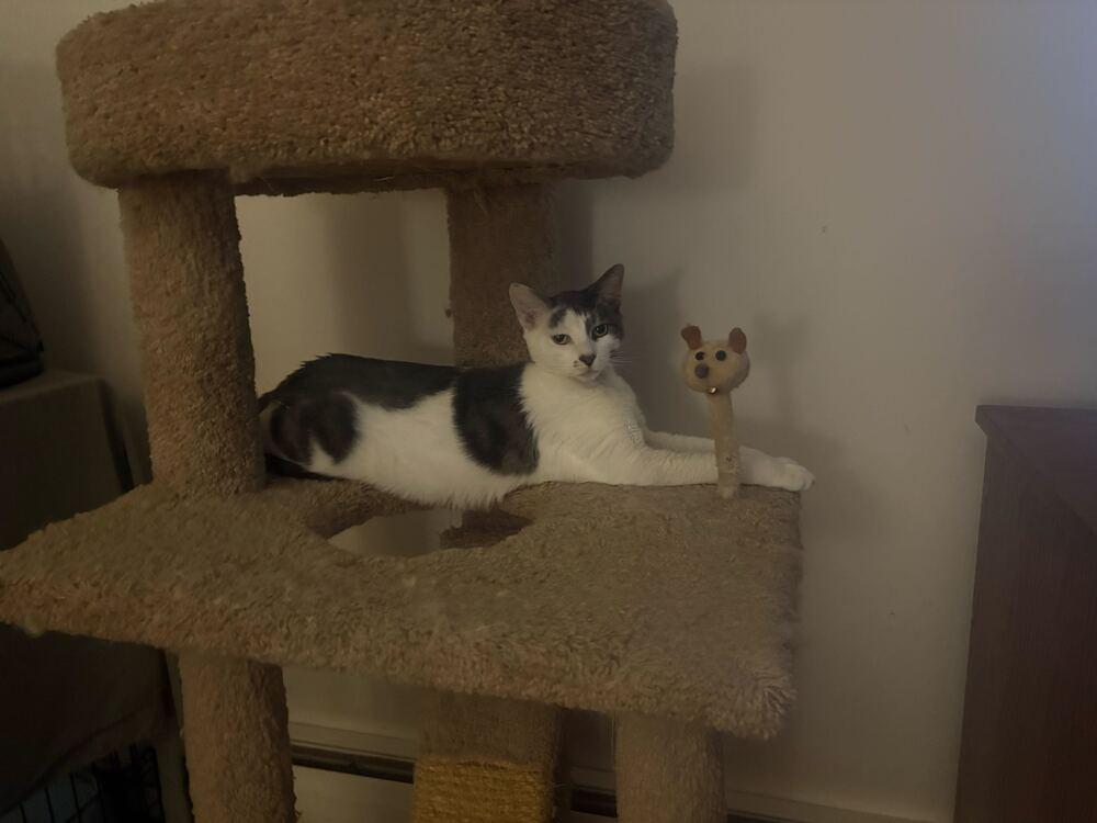 Enlarge Marcella, a Adoptable mixed breed in Milltown, NJ image 3/4