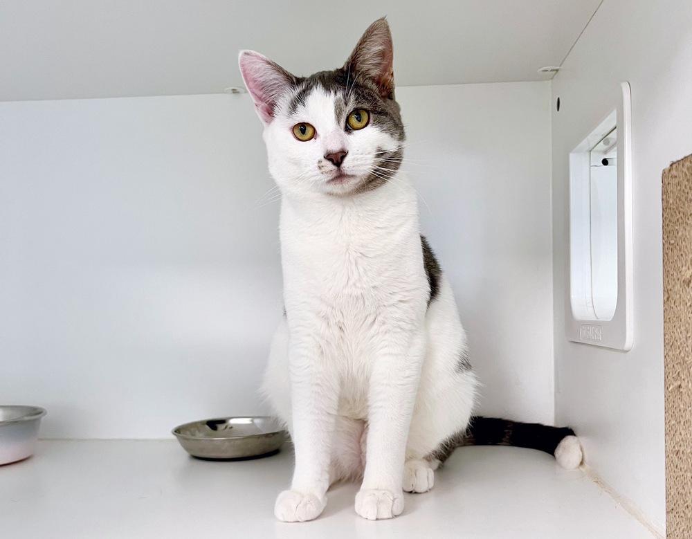 Enlarge Marcella, a Adoptable mixed breed in Milltown, NJ image 4/4