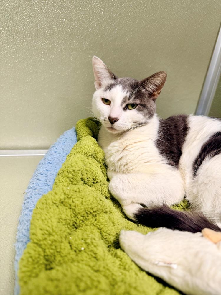 Marcella, a Adoptable Domestic Short Hair in Milltown, NJ image 5/5