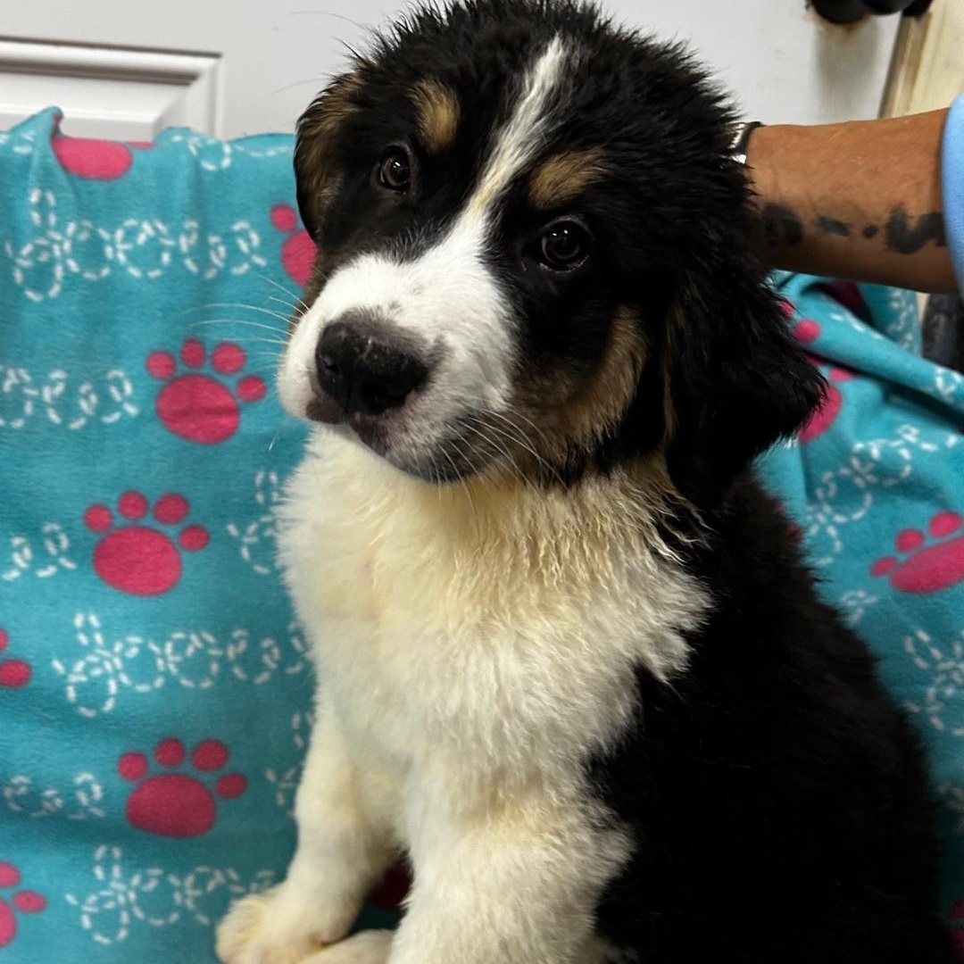 Shadow, adopted, Puppy Male Bernese Mountain Dog & Great Pyrenees.