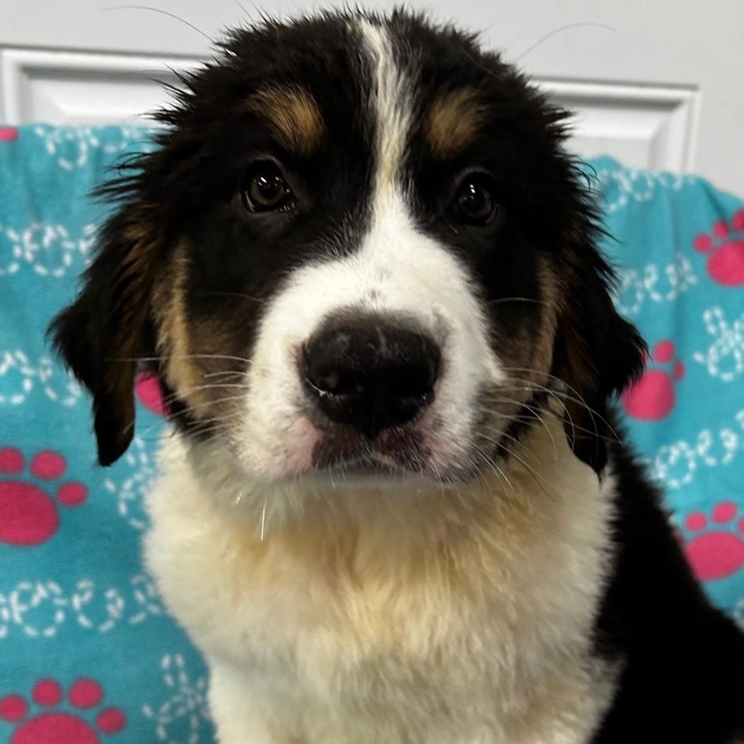 Shadow, an adopted mixed breed in Bartonsville, PA image 2/4