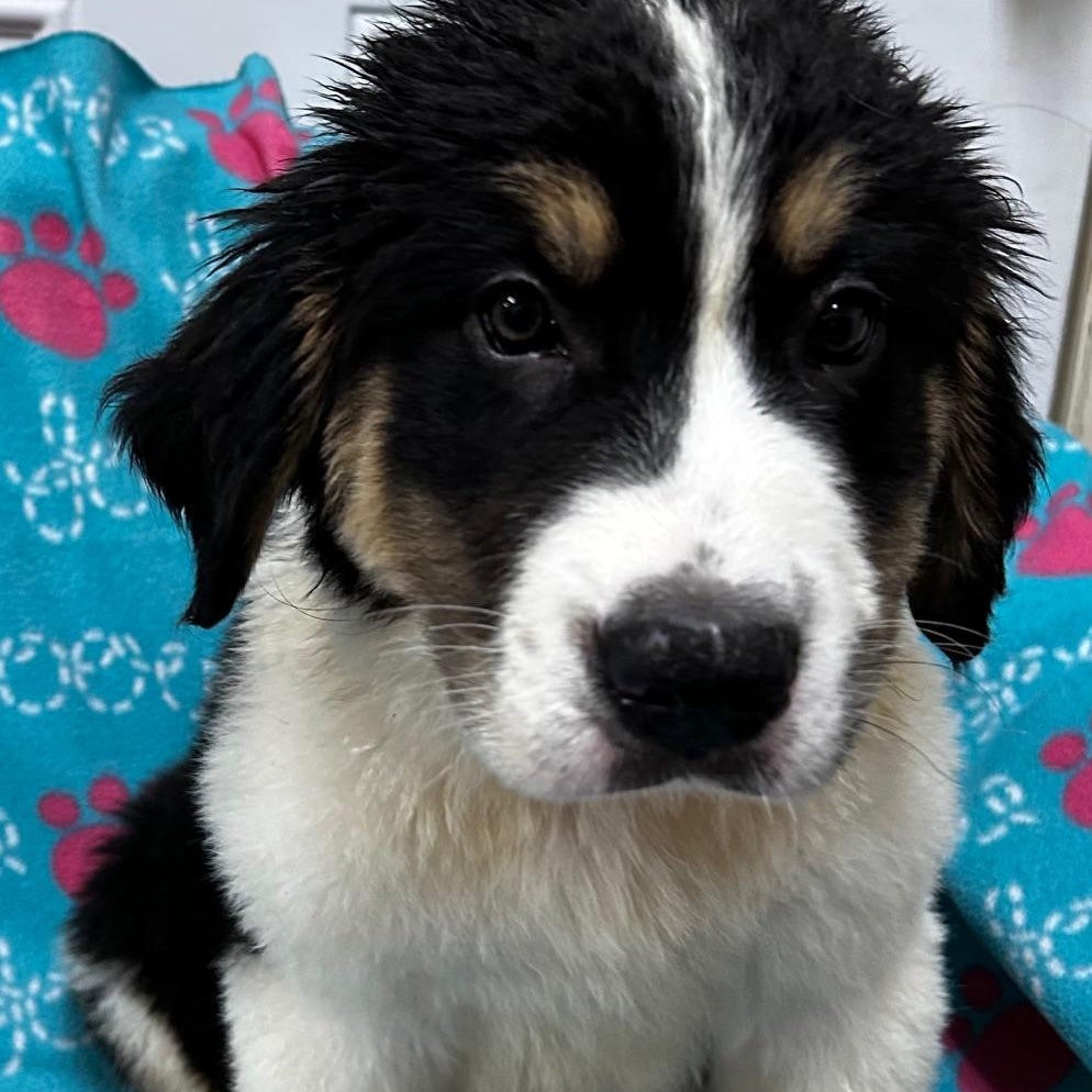 Shadow, an adopted mixed breed in Bartonsville, PA image 3/4