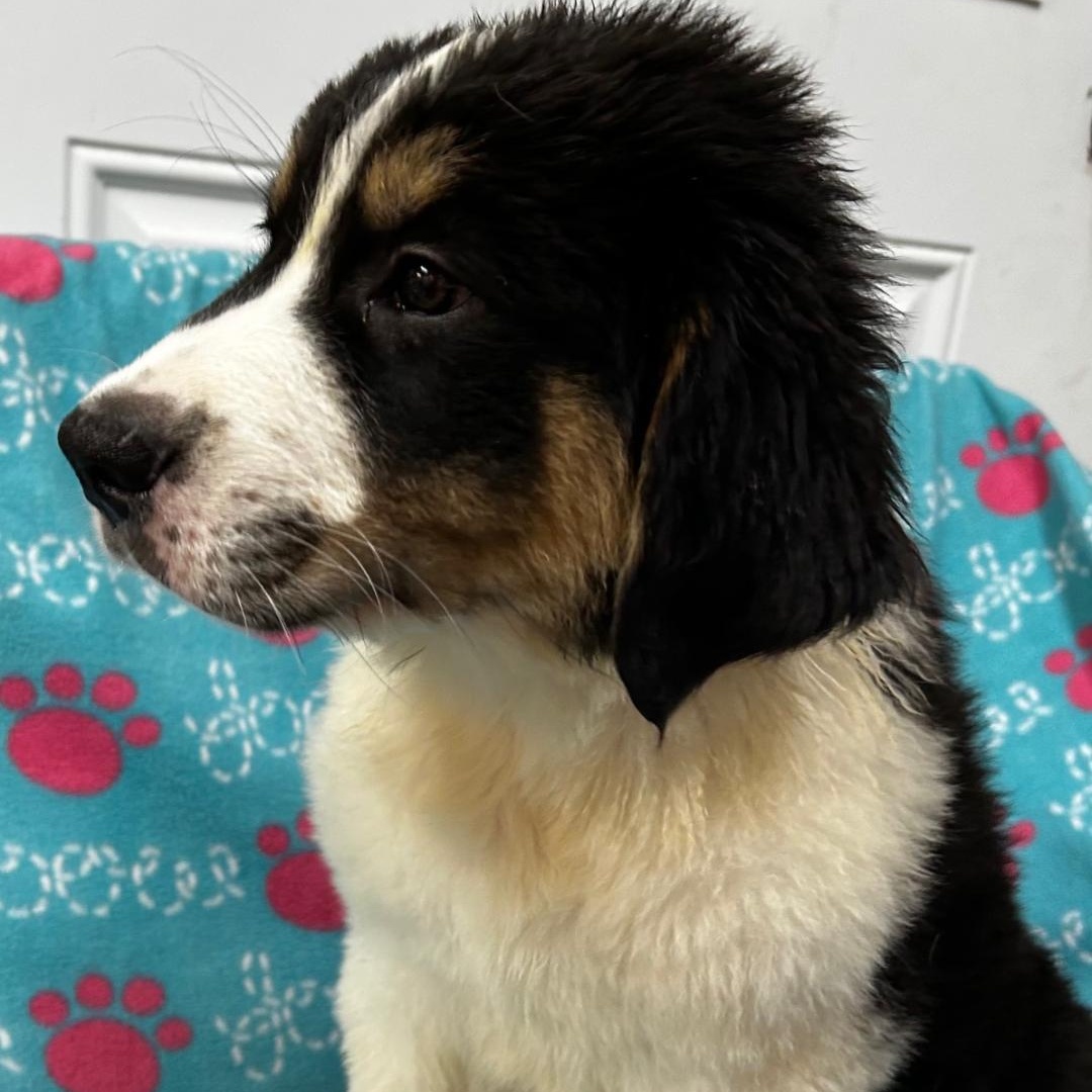 Shadow, an adopted mixed breed in Bartonsville, PA image 4/4