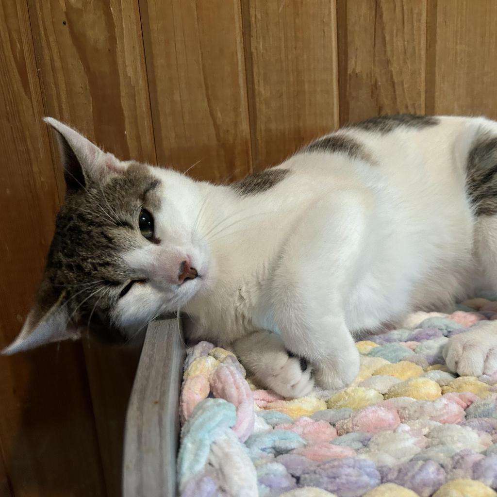 Clyde, Adoptable, Adult Male Domestic Short Hair & Domestic Short Hair.