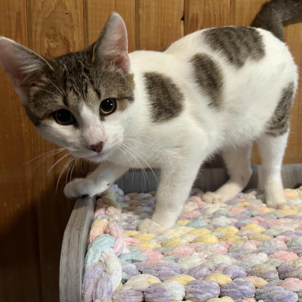 Enlarge Clyde, a Adoptable mixed breed in Tylertown, MS image 2/4