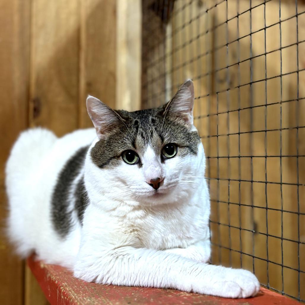 Enlarge Clyde, a Adoptable mixed breed in Tylertown, MS image 3/4
