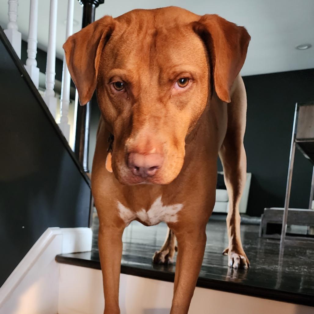 Bodhi, Adoptable, Adult Male Labrador Retriever & Mixed Breed.