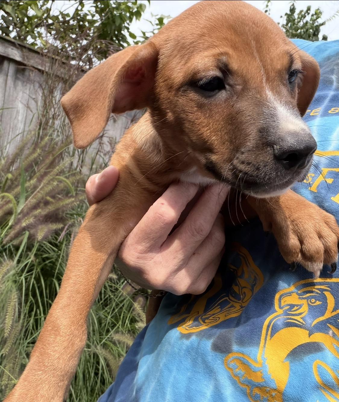 Enlarge Bobby, a Adoptable mixed breed in Arlington Heights, IL image 5/5