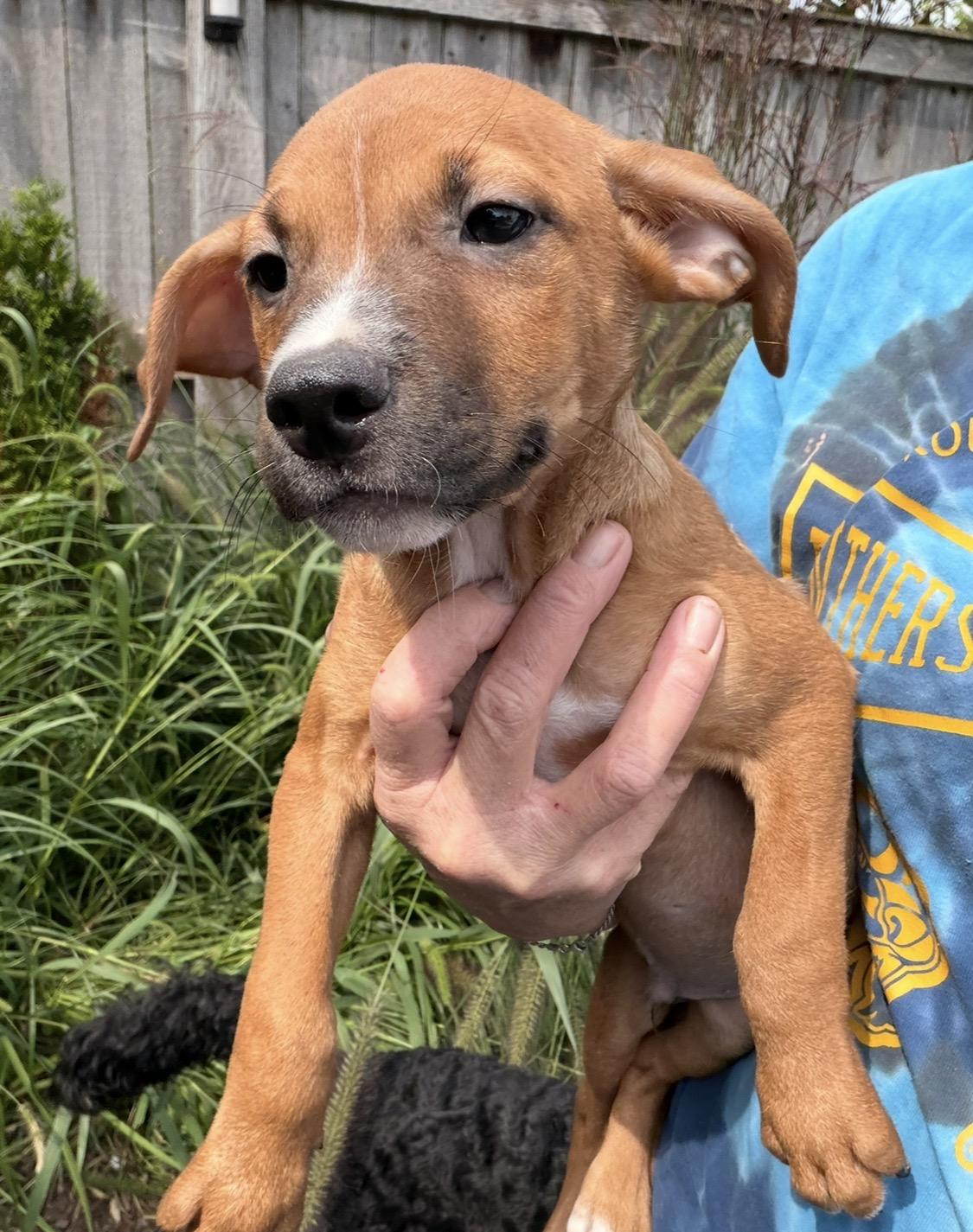 Enlarge Bobby, a Adoptable mixed breed in Arlington Heights, IL image 2/5