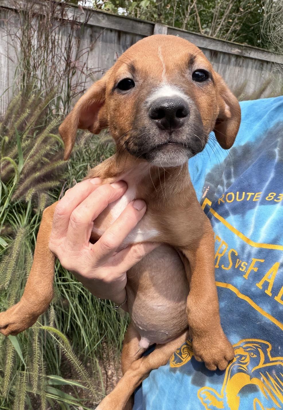 Enlarge Bobby, a Adoptable mixed breed in Arlington Heights, IL image 4/5