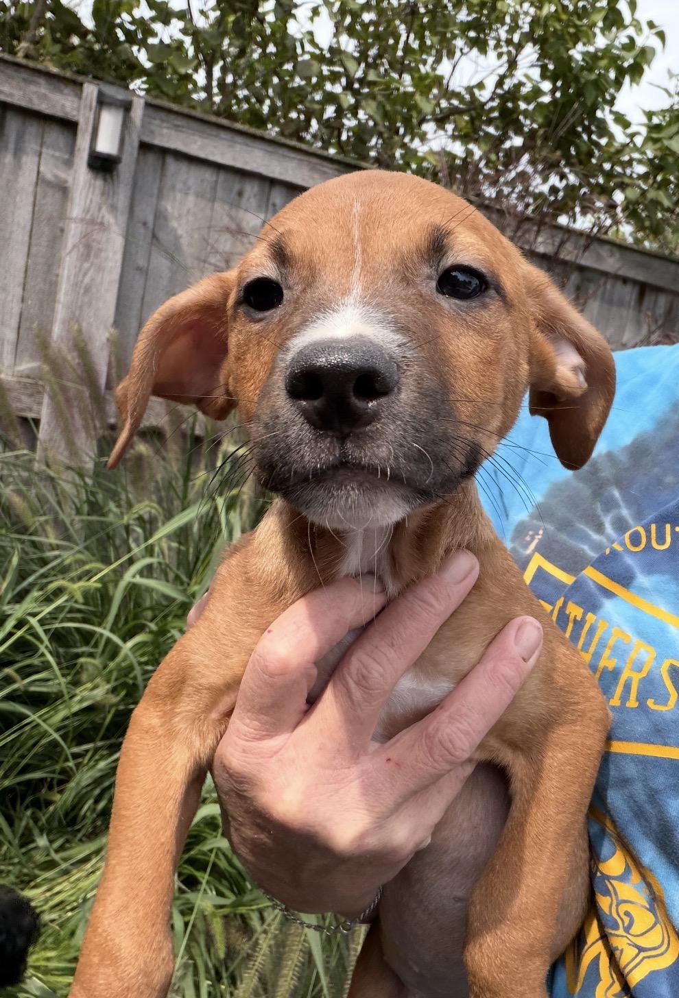 Enlarge Bobby, a Adoptable mixed breed in Arlington Heights, IL image 3/5