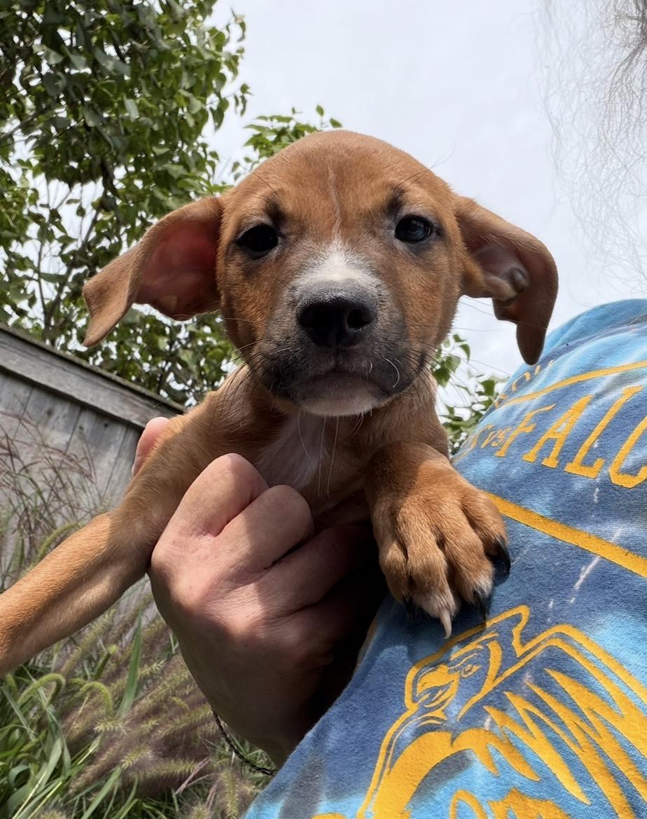 Bobby, Adoptable, Puppy Male Boxer & German Shepherd Dog.
