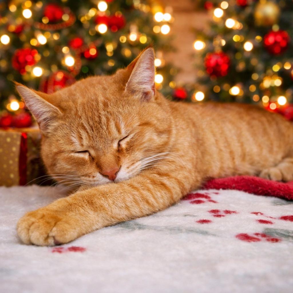 Enlarge Hercules, a Adoptable Tabby in Grants Pass, OR image 1/3