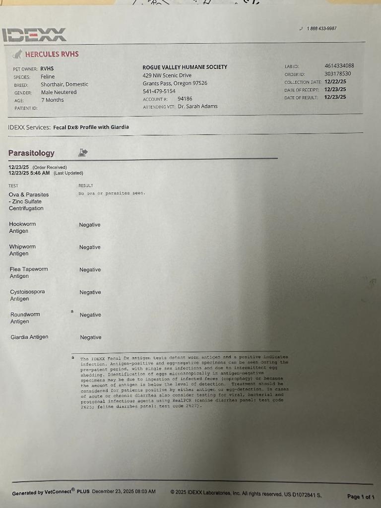 Enlarge Hercules, a Adoptable Tabby in Grants Pass, OR image 2/3