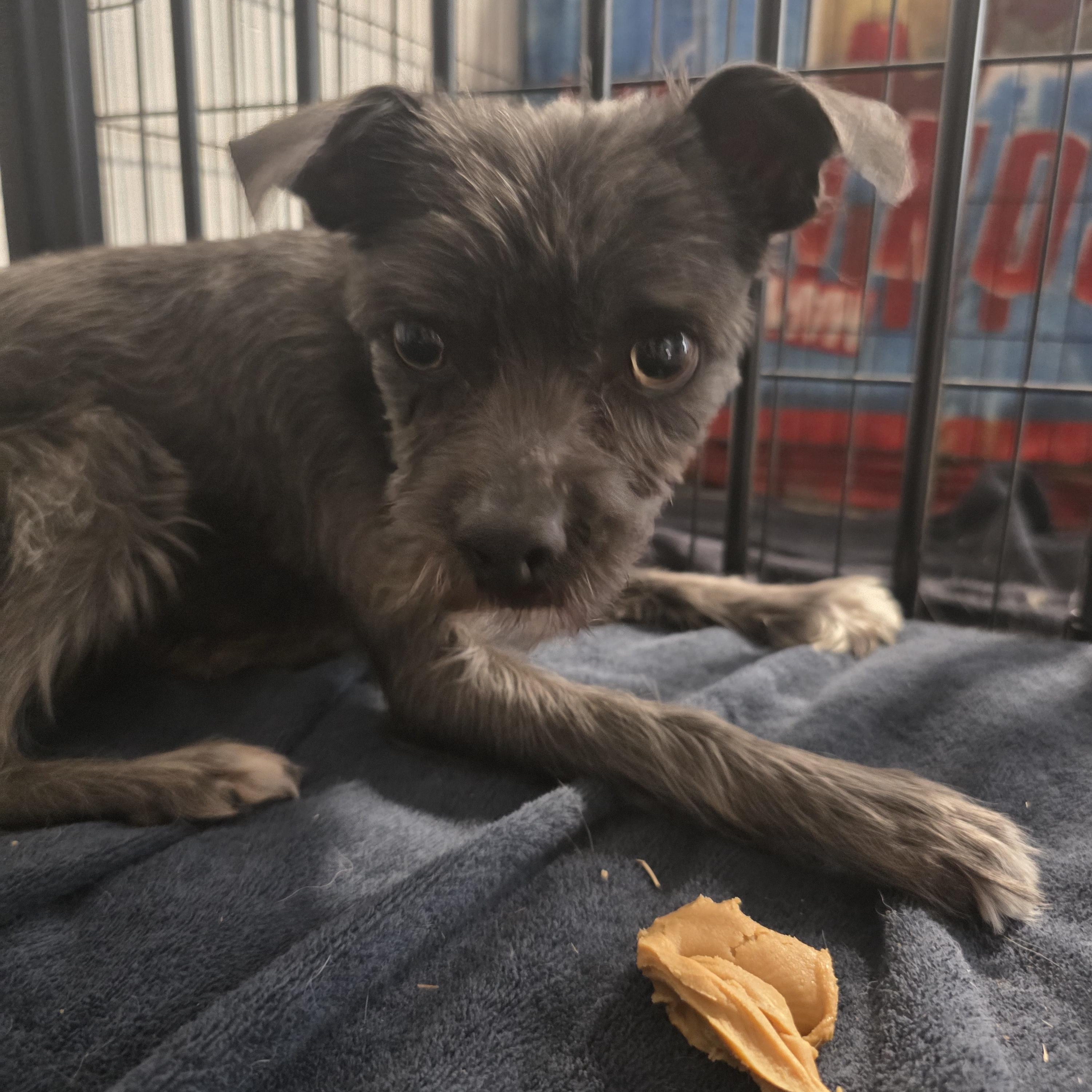 Benji, a ADOPTABLE mixed breed in Sandia Park, NM image 2/5