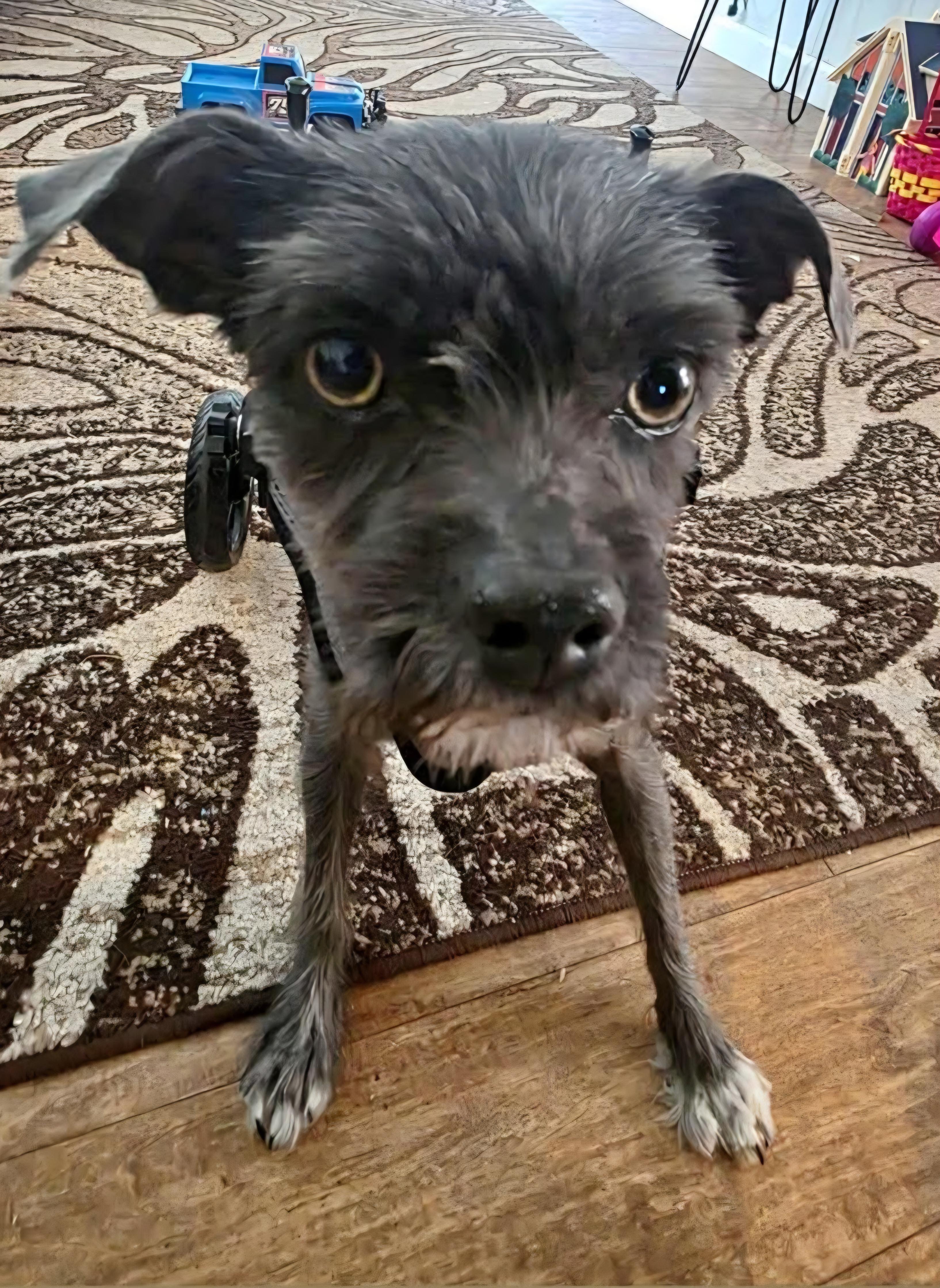 Benji, a ADOPTABLE mixed breed in Sandia Park, NM image 3/5