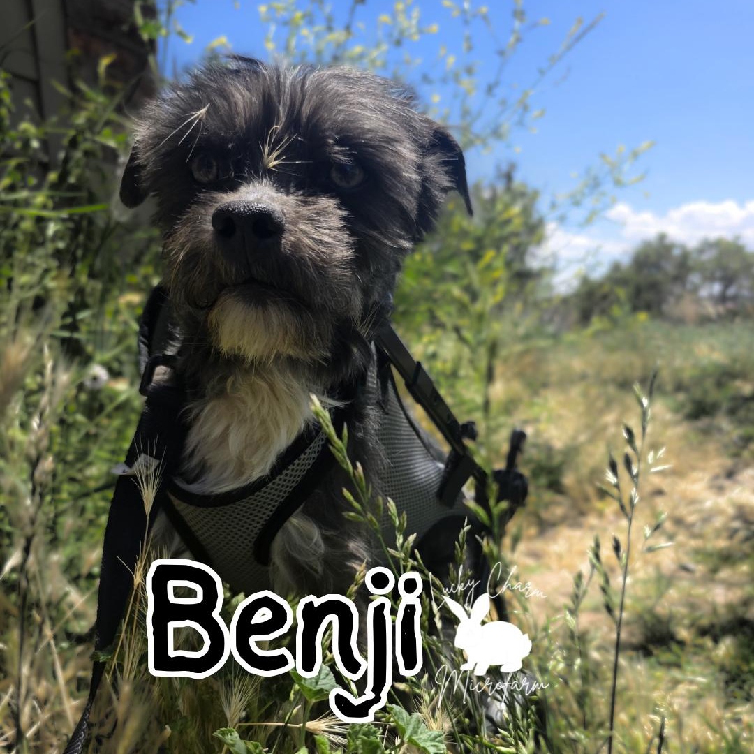 Benji, a ADOPTABLE mixed breed in Sandia Park, NM image 1/5