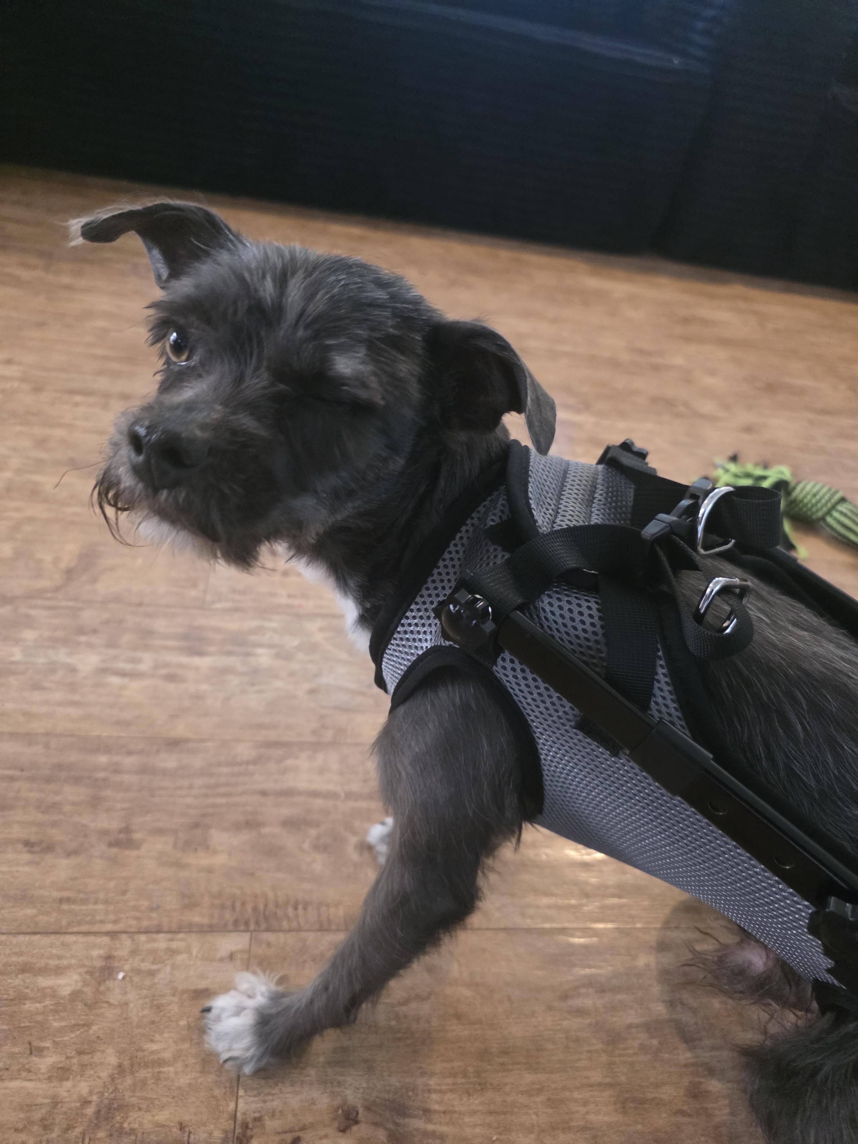 Benji, a ADOPTABLE mixed breed in Sandia Park, NM image 4/5