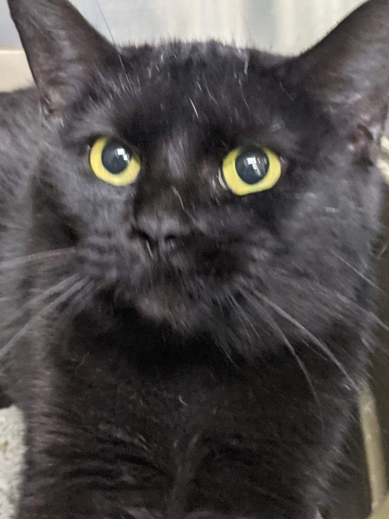 Enlarge FRANNIE, a Adoptable mixed breed in Battle Creek, MI image 1/1