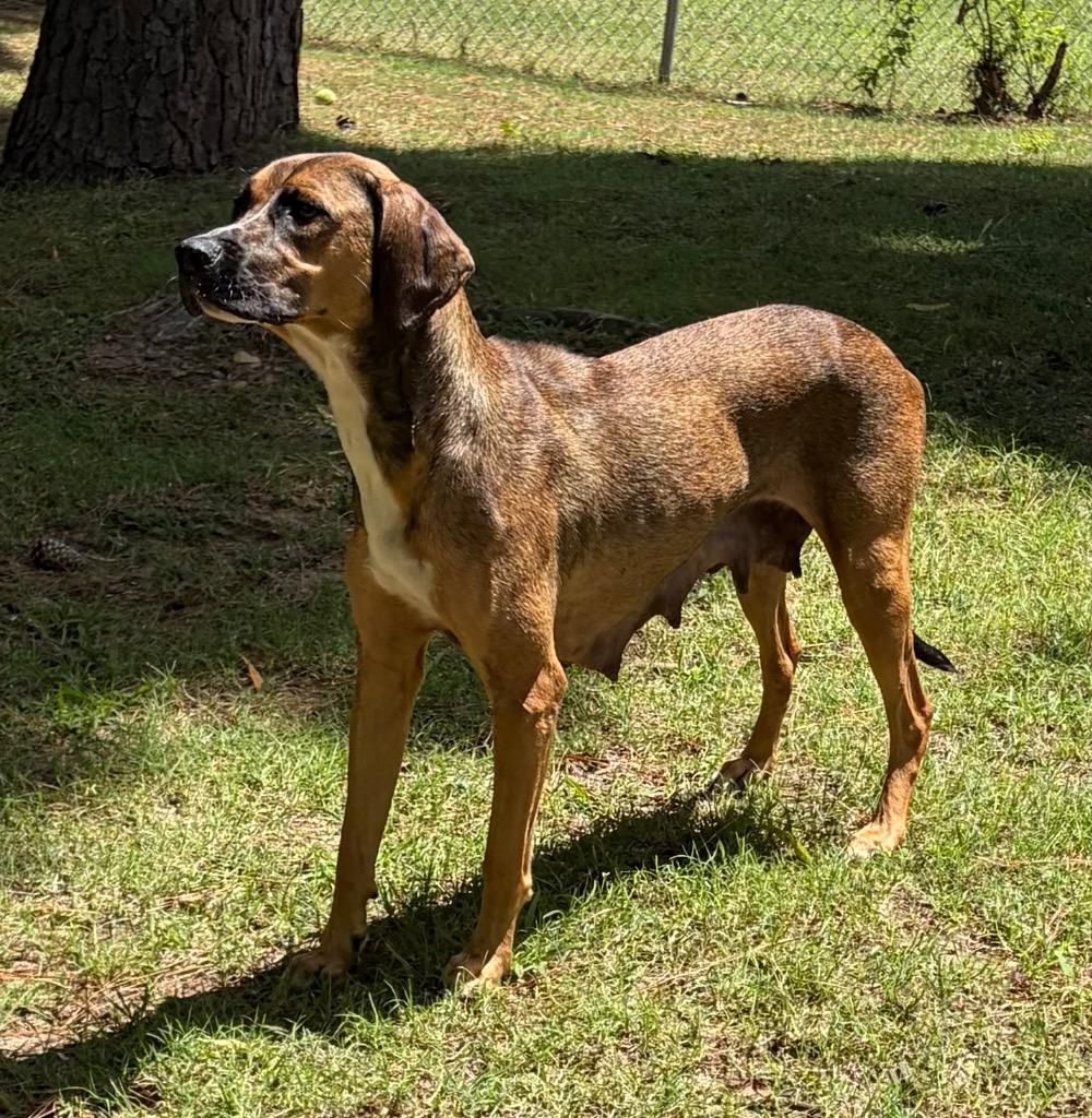 Mama Angel, a Adoptable mixed breed in Little Rock, AR image 1/5