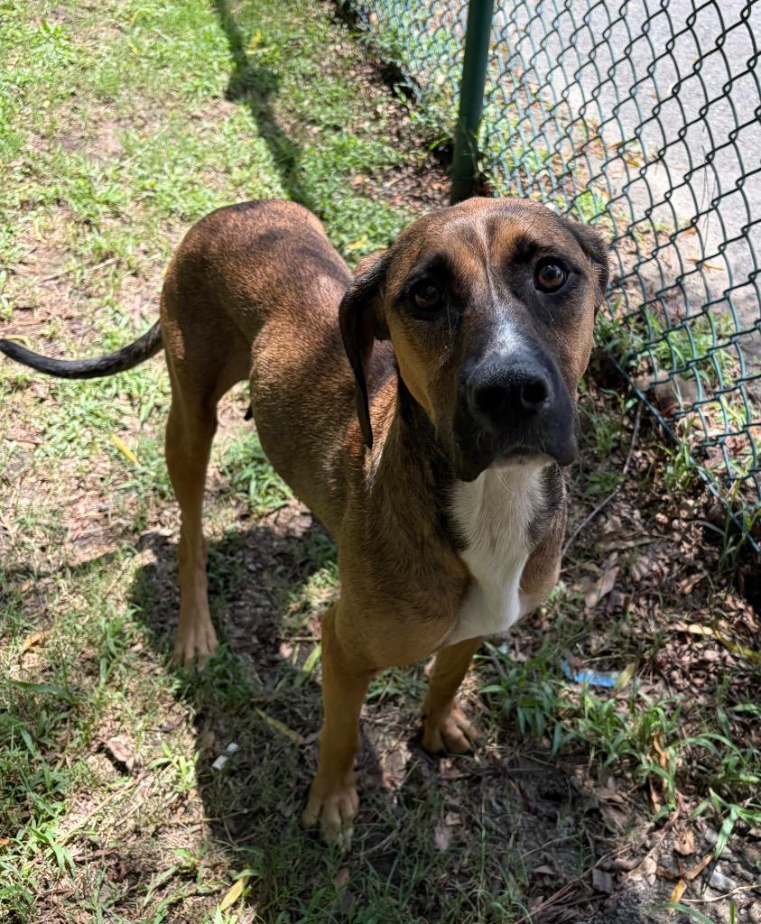 Mama Angel, a Adoptable mixed breed in Little Rock, AR image 2/5