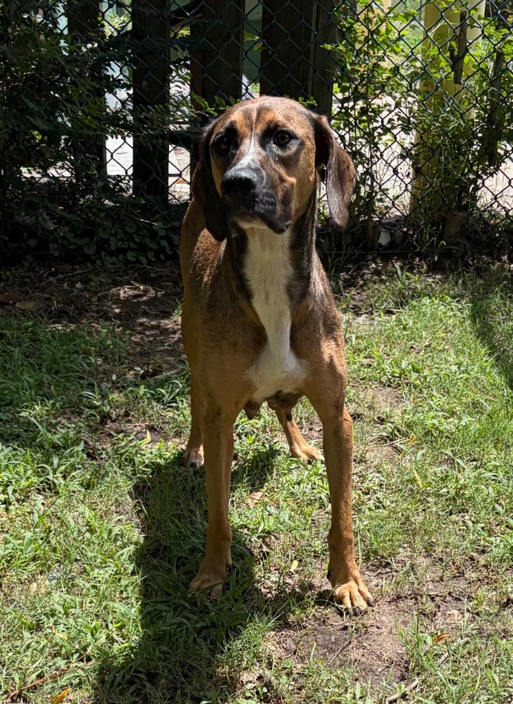 Mama Angel, a Adoptable mixed breed in Little Rock, AR image 3/5