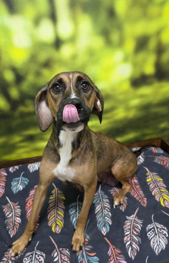 Mama Angel, a Adoptable mixed breed in Little Rock, AR image 4/5