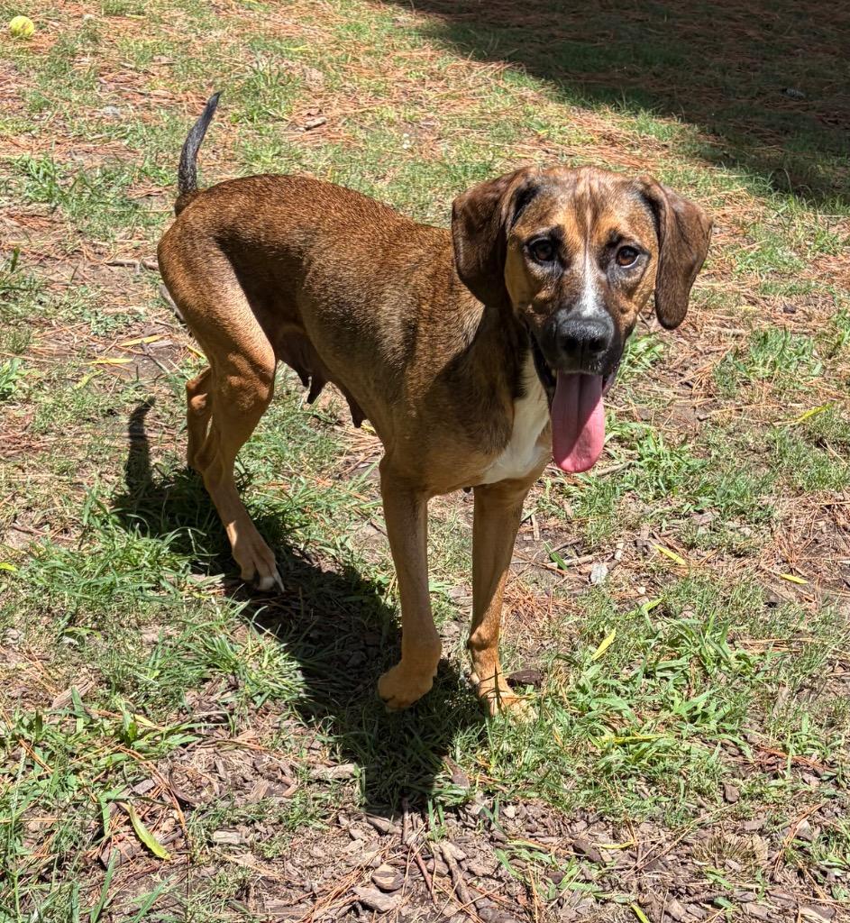 Mama Angel, a Adoptable mixed breed in Little Rock, AR image 5/5