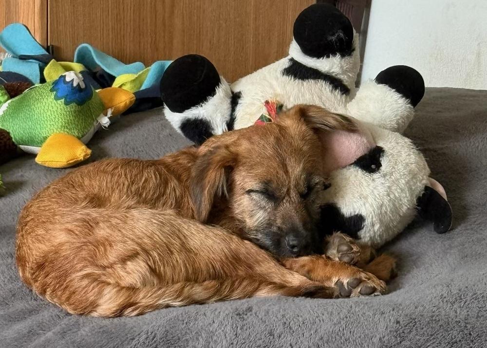 Katelyn, a Adoptable mixed breed in Washington, DC image 1/6