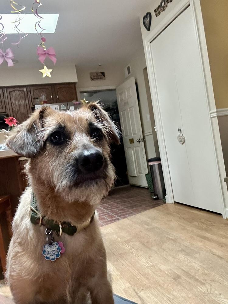 Katelyn, a Adoptable mixed breed in Washington, DC image 2/6
