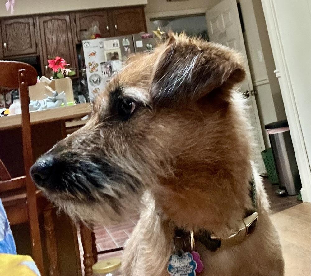 Katelyn, a Adoptable mixed breed in Washington, DC image 3/6