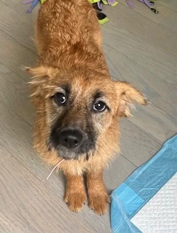 Katelyn, a Adoptable mixed breed in Washington, DC image 4/6