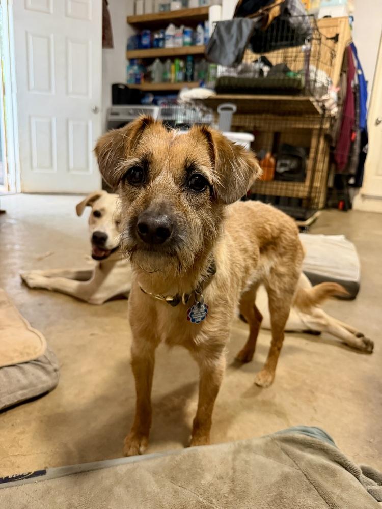 Katelyn, a Adoptable mixed breed in Washington, DC image 5/6