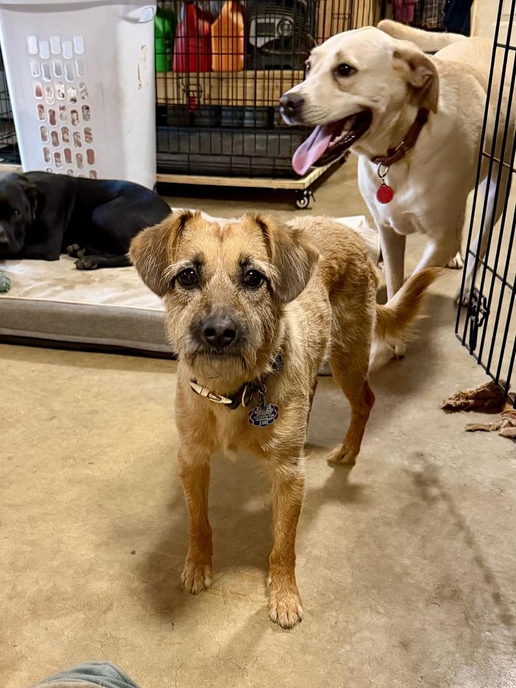 Katelyn, a Adoptable mixed breed in Washington, DC image 6/6