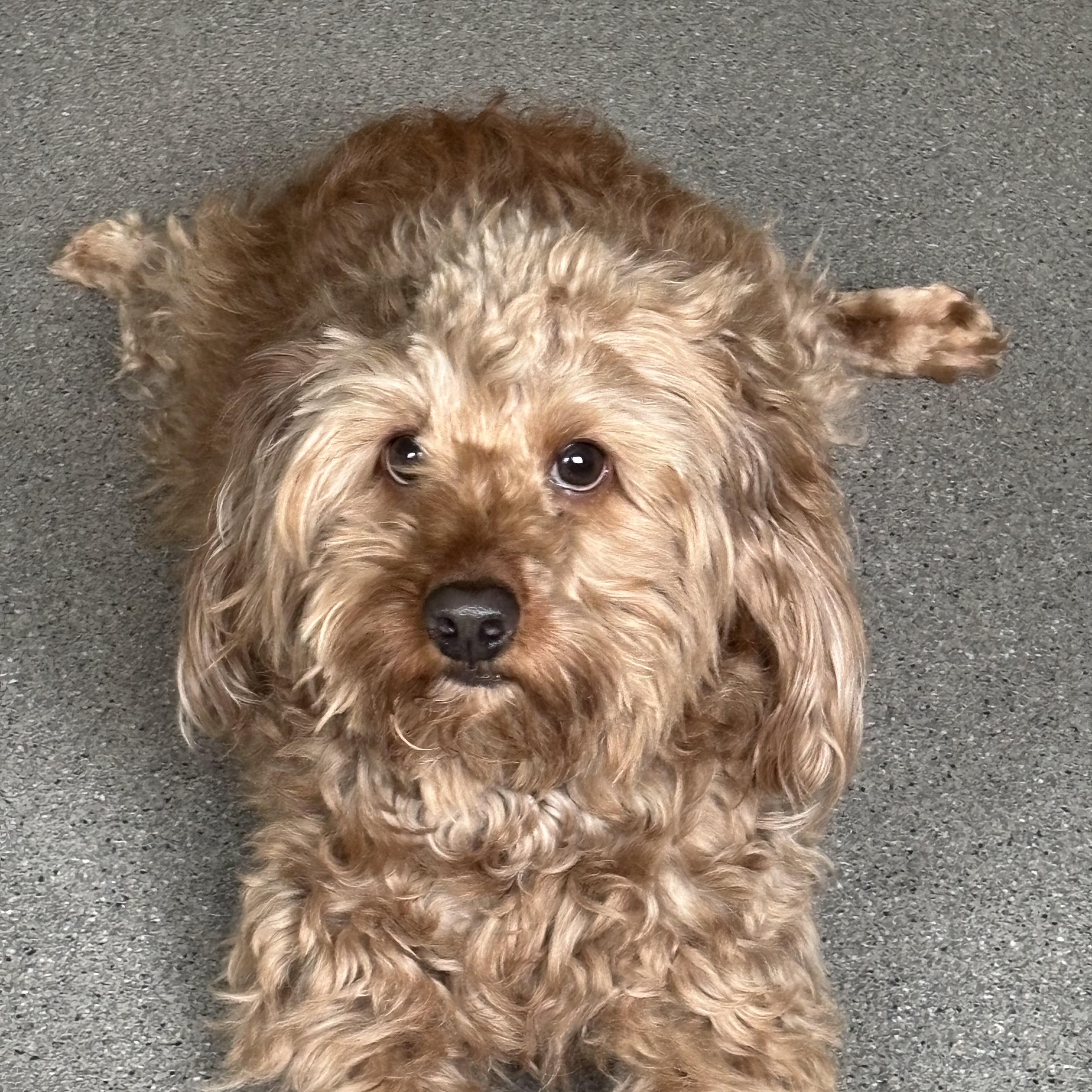 Enlarge Bizzy, an adopted Cockapoo in New Rochelle, NY image 2/2