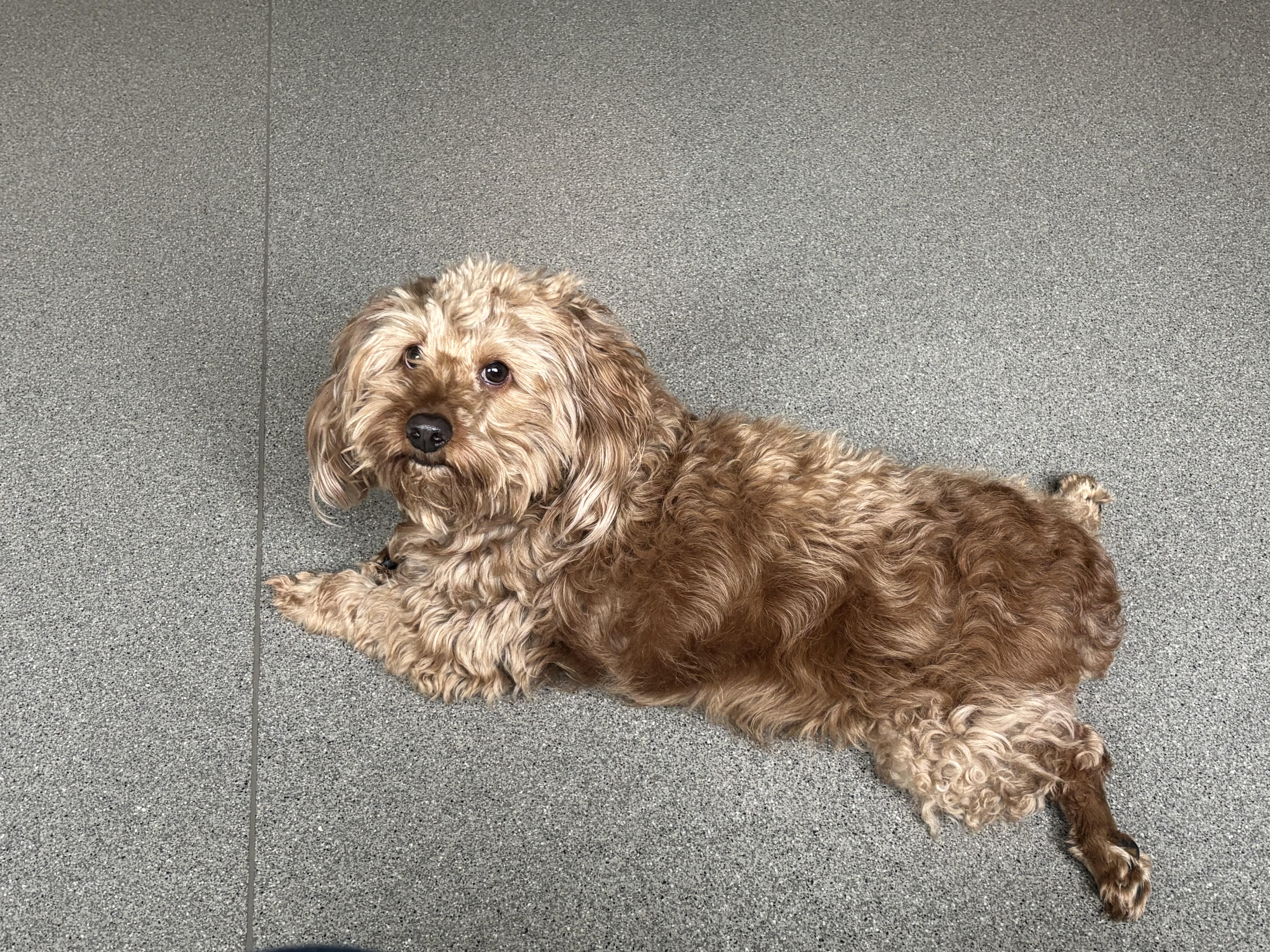 Enlarge Bizzy, an adopted Cockapoo in New Rochelle, NY image 1/2